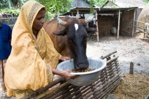 AG_DairyFarmerBangladesh_450x300